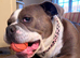 Olde English bulldog looking for forever home