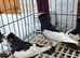 young pair of feligazer pigeons