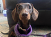 1 year old dashchund