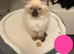 Ragdoll