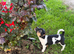 Jack Russell pups for sale