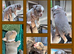 Gorgeous Olde English Bulldogges