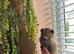 Parti tan point white black chihuahua girl 4 puppies available
