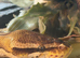 Mojave ball python
