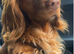 Beautiful  cockapoo puppies