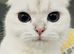 Beautiful Scottish Fold Female, 3 years old