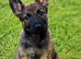 Belgian Maliois x German Shepherd Puppies