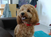 (UNPROVEN) cockapoo male F3 available for stud