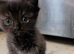 Ragdoll kittens