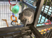 African Grey