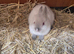 Boy and girl Netherland dwarf