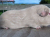Self Lilac guinea pig