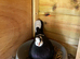 Quality stock and 2025 roller pigeons for sale