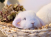 Friendliest MiniLop babies ready now
