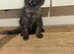 Stunning tica registered mainecoons