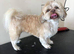 Dog grooming, Sutton- in-Ashfield,Nottinghamshire, NG17.