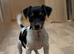 Traditional short-legged Jack Russell puppy's.