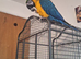 8 month old blue and gold macaw