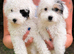 4 beautiful jackapoo boys