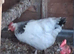 2 Sussex Hens