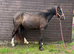 Grace - Beautiful Welsh D Filly