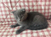 Beautiful Scottish Fold girls