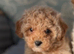 Beautiful Cavapoochon Pups