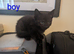 Gorgeous Kittens Ready For New Homes 26th August