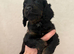 1 last cockerspaniel pup