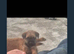 Border terrier pups