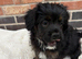 REDUCED! LAST BOY Fluffy frenchies cross
