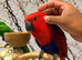 Friendly Baby HandReared Super Tame Cuddly Eclectus Parrot,13