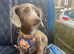 Miniature long hair Isabella Dachshund