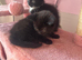 Female kittens