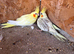 Mixed cockatiels for sale