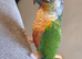 Conure and cockatiel with cage