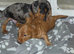 4 Miniature dachshund puppies