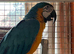 Aviary blue and gold macaw