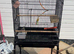 Large black birdcage