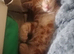Male ginger kitten