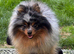 Merle tri Pomeranian
