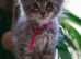 Gorgeous pure breed Mainecoon kittens ready 24th July