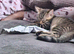 One female kitten (Ragdoll mix)