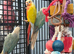 Hand Reared Various Baby Conures