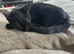 Male cat