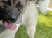 Female American Akita
