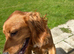 Cocker working spaniel