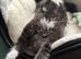 British Long Hair 1yr Old Male Tuxedo