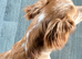 Cocker spaniel