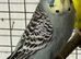 Bonded Pair Male Female Budgies